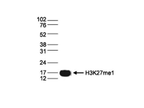 Western Blot of anti-Histone H3K27me1 antibody