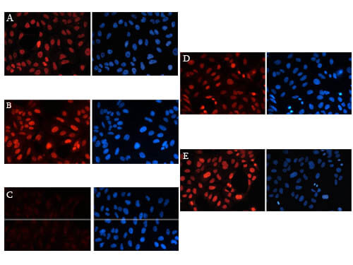 Immunofluorescence of Anti-Histone H3K27me1 Antibody