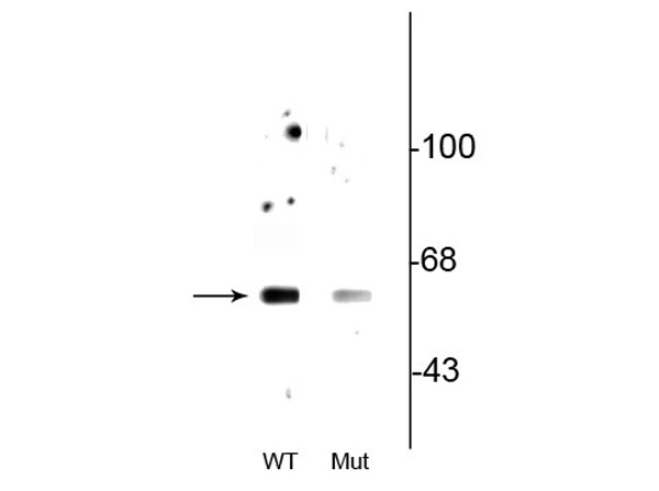 Western blot of anti-Beclin pS234 antibody