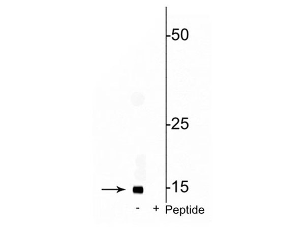 Western blot of anti-COXIV pS58 antibody