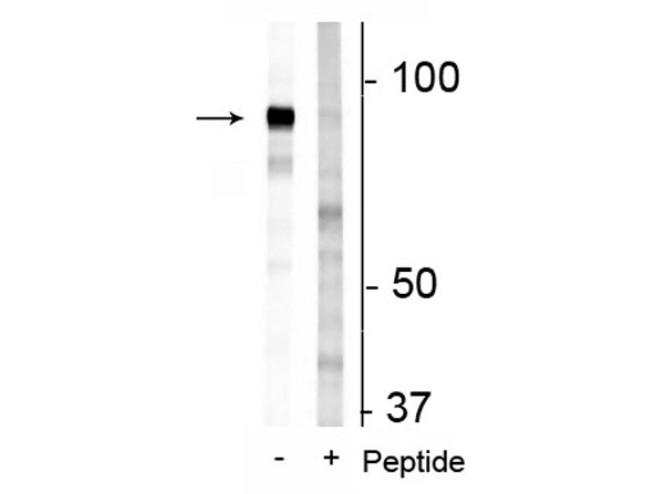 Western blot of Anti-FAM129B pS679/689 Antibody