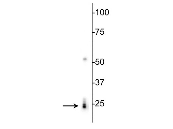 Western blot of Anti-RBPMS antibody