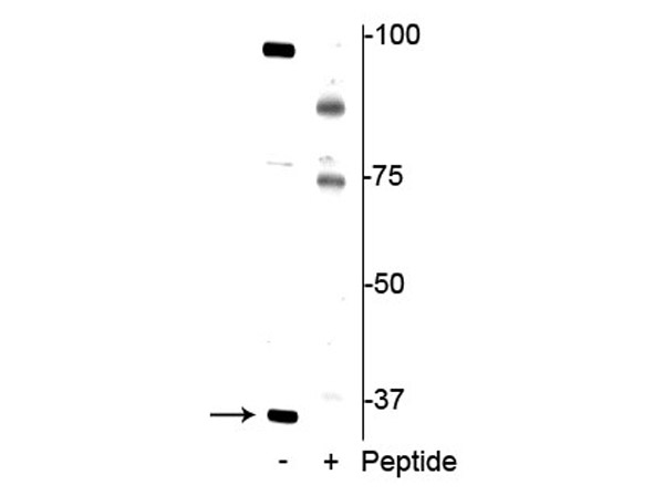 Western blot of Anti-REDD1 pT23/25 Antibody