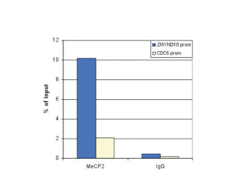 Chromatin Immunoprecipitation Anti-MeCP2 antibody