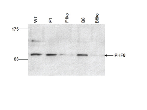 Western Blot results of Rabbit anti-PHF8 antibody