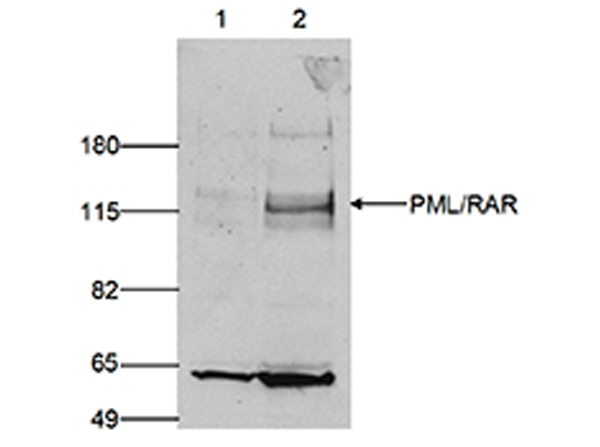 Western blot analysis using Anti-PML antibody