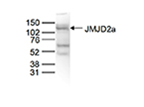 Western blot analysis using Anti-JMJD2a antibody