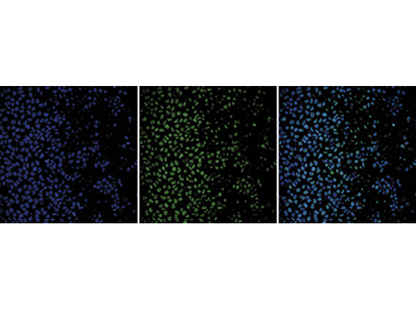 Immunofluorescence using Anti-Histone H4