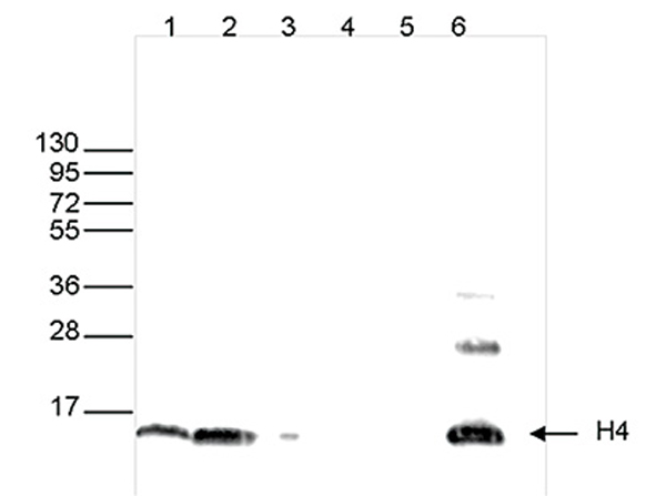 Western blot analysis using Anti-Histone H4