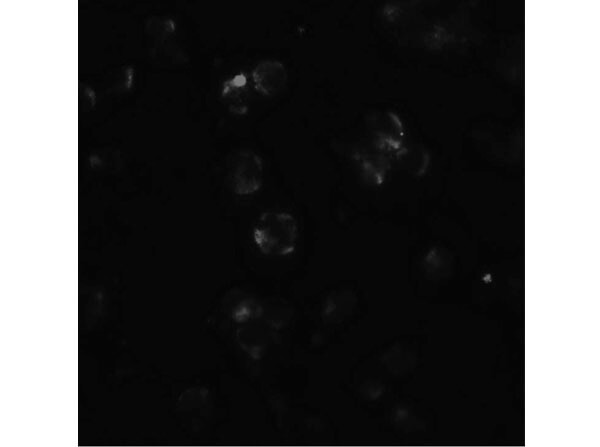 Immunofluorescence of ABCA7 Antibody