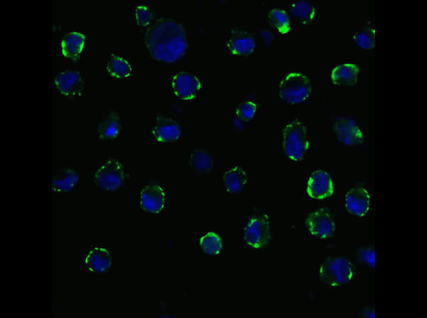 Immunofluorescence of Anti-ACE2 Antibody