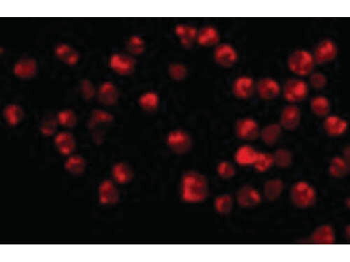 Immunofluorescence of Acinus Antibody