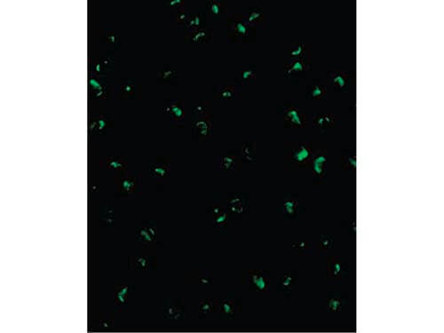 Immunofluorescence of Acinus Antibody