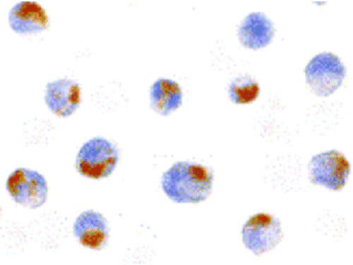 Immunocytochemistry of Acinus Antibody