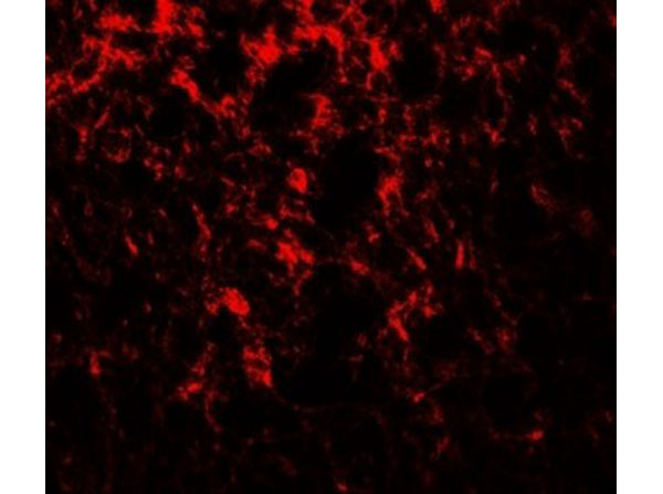 Immunofluorescence of ADROPIN