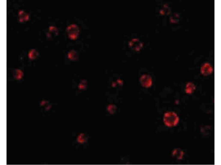 Immunofluorescence of AES Antibody