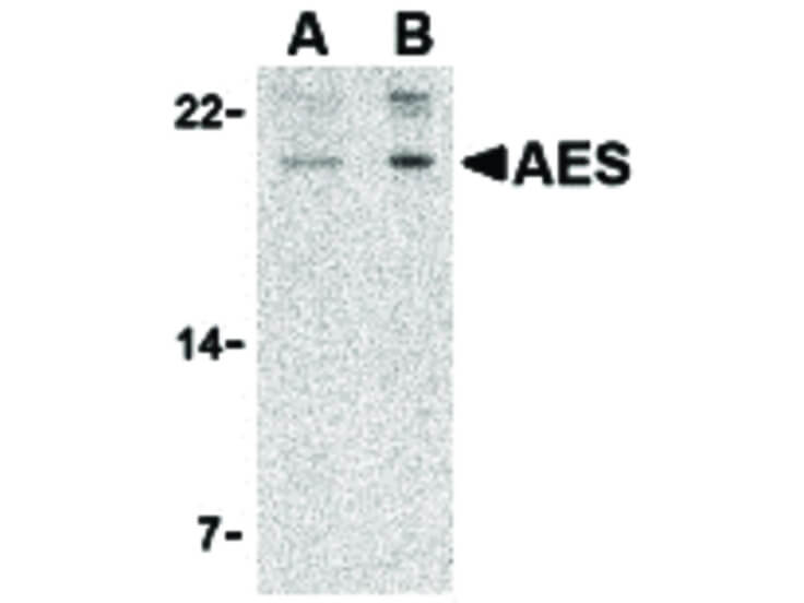 Western Blot of AES Antibody