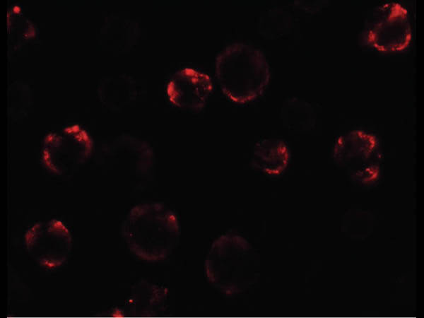 Immunofluorescence of Anosmin