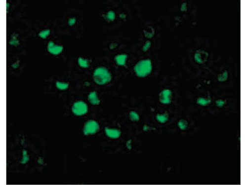 Immunofluorescence of Apaf1 Antibody