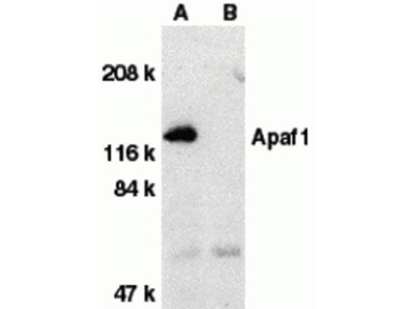 Western blot analysis of Apaf1