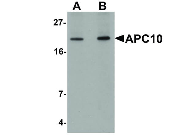 Western Blot of APC10 antibody.