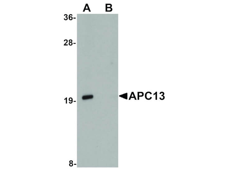 Western Blot of APC13 Antibody