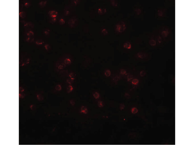 Immunofluorescence of APC13 Antibody