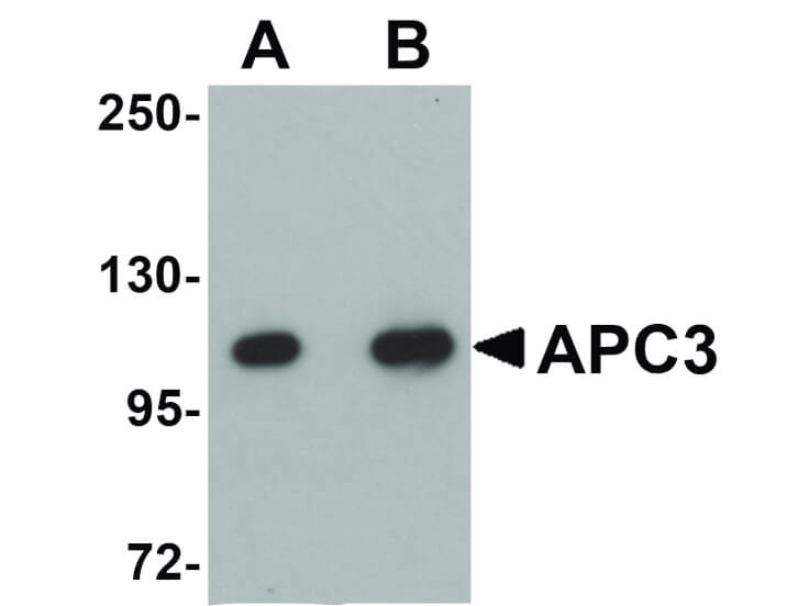 Western Blot of APC3 Antibody