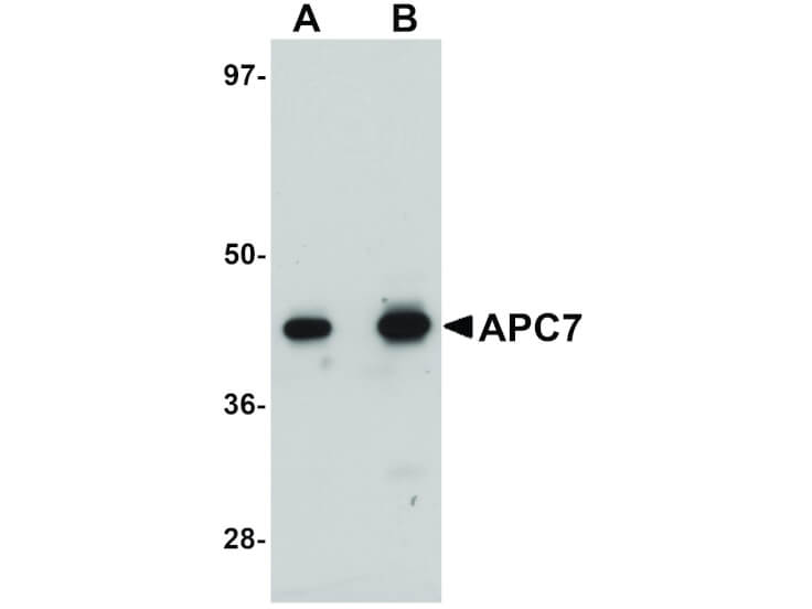 Western Blot of APC7 Antibody