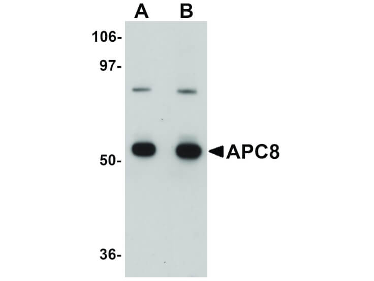 Western Blot of APC8 Antibody