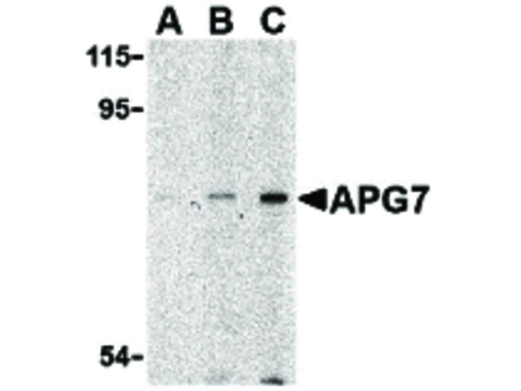 Western Blot of APG7 Antibody
