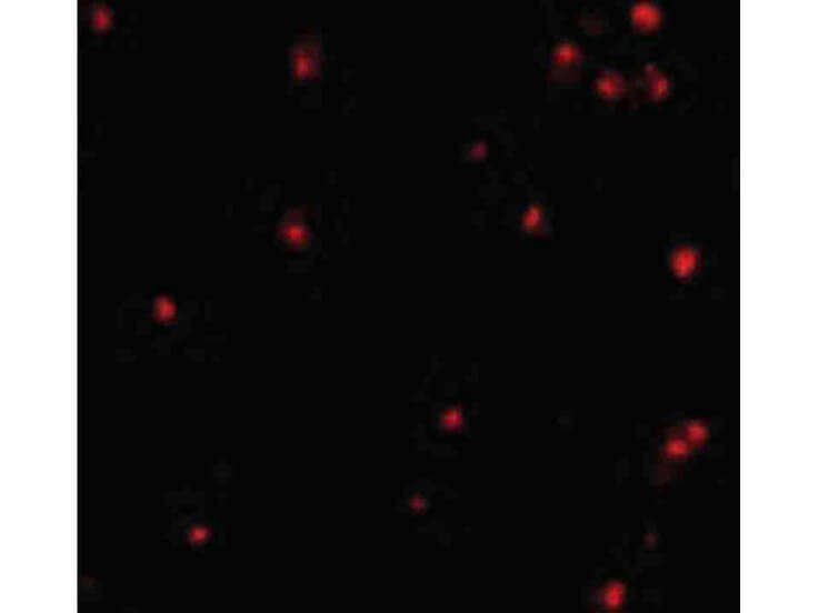 Immunofluorescence of APG7 Antibody