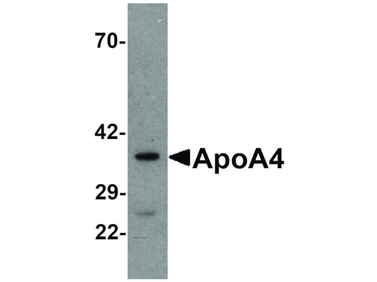 Western Blot of ApoA4 Antibody