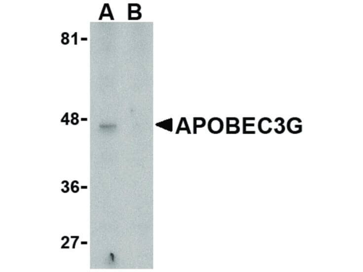 Western Blot of APOBEC3G Antibody