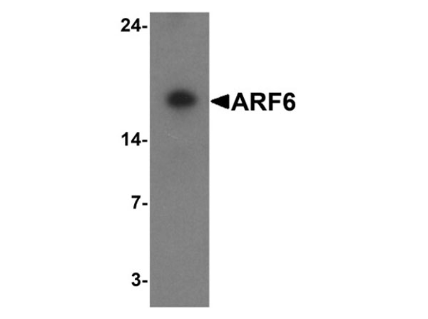 Western blot of ARF6