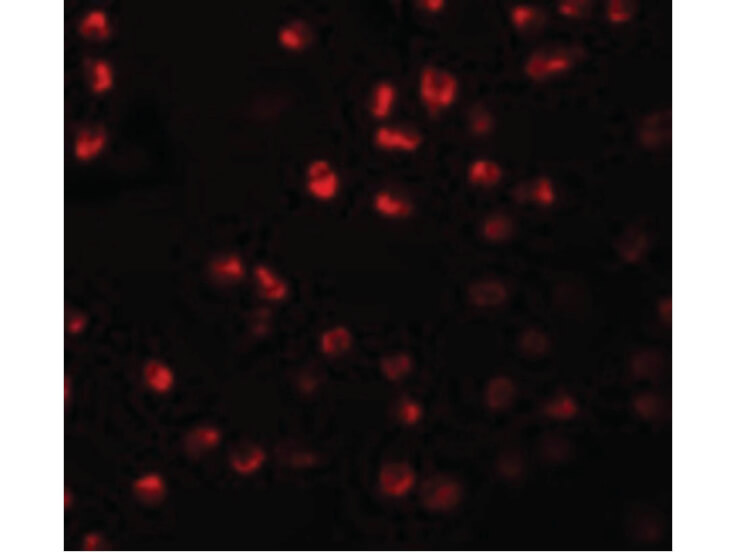 Immunofluorescence of ARHGAP18 Antibody