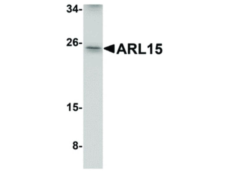 Western Blot of ARL15 Antibody