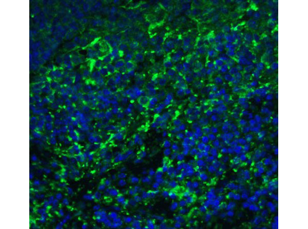 Immunofluorescence of ARR3