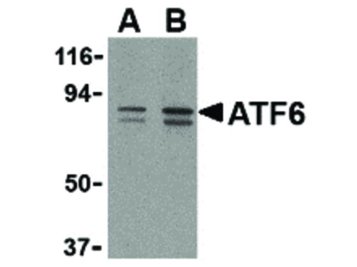Western Blot of ATF6 Antibody