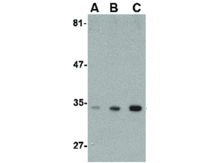 Western Blot of ATG10 Antibody