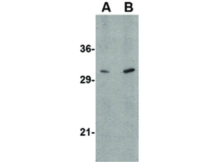 Western Blot of ATG12 Antibody