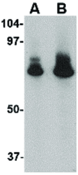 Western Blot of ATG16 Antibody