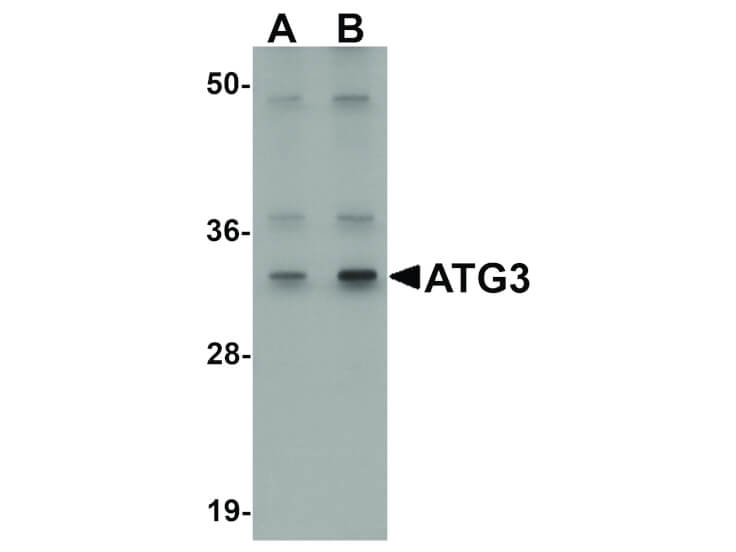 Western Blot of ATG3 Antibody