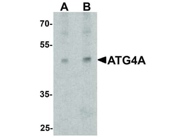 Western Blot of ATG4A Antibody