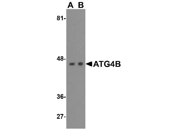Western Blot of ATG4B Antibody