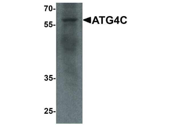 Western Blot of ATG4C Antibody