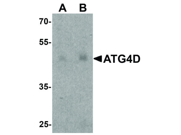Western Blot of ATG4D Antibody