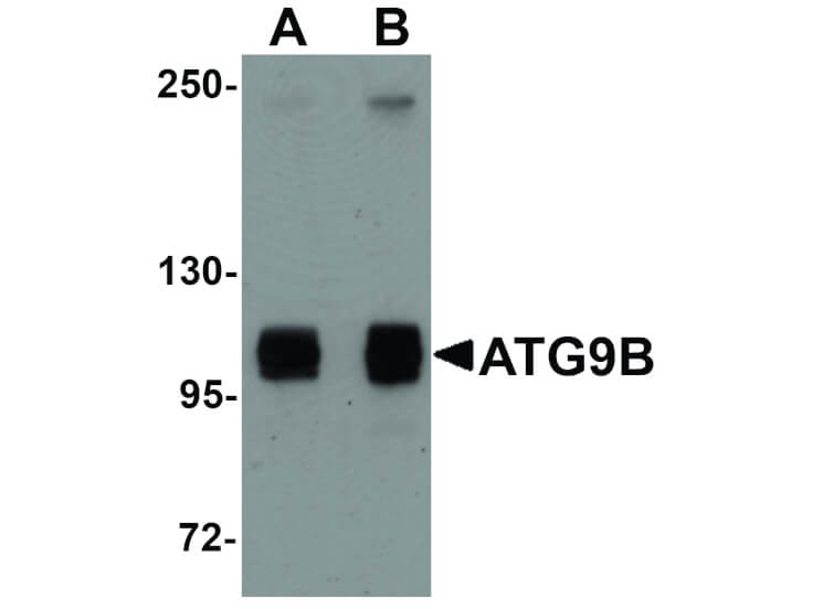 Western Blot of ATG9B Antibody