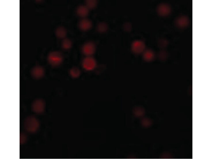 Immunofluorescence of ATG9B Antibody