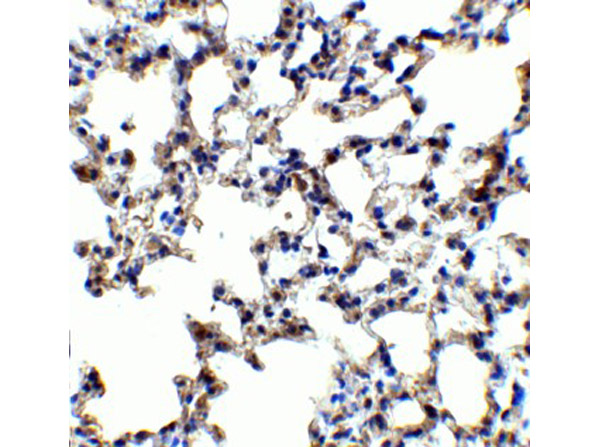 Immunohistochemistry of AXIN2